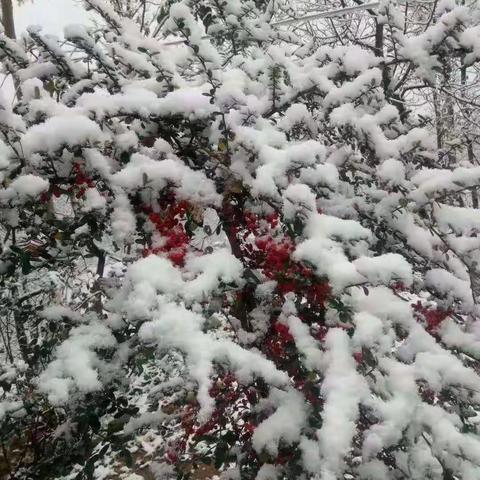 瑞雪到，兆丰年