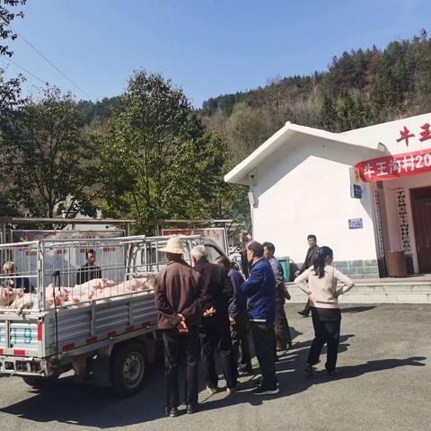 发展生猪产业 助力乡村振兴（三十六 ）