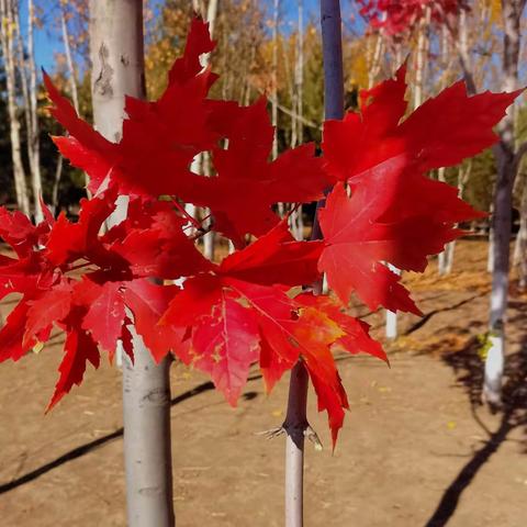 秋天的枫叶红了