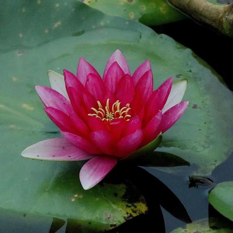 美艳迷人的睡莲花