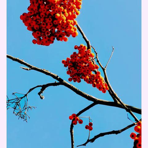 火红美丽的花秋果