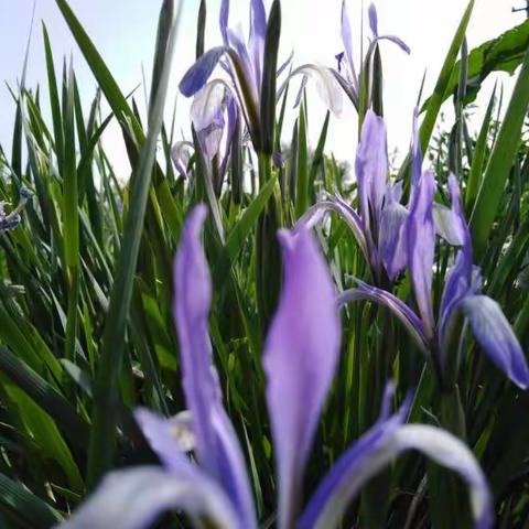 弘扬宪法精神  建设法治麟游                     ——镇头中学法治宣传