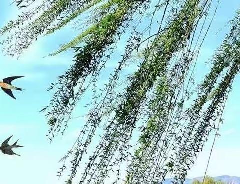 春和景明 繁花似锦  告别春天 拥抱夏日