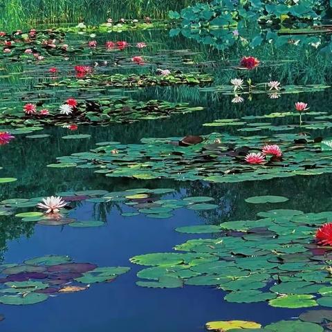 印象·莲花