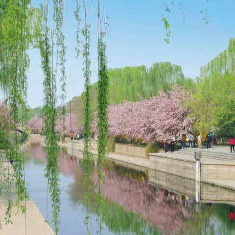 元大都北土城海棠花溪：春日里的梦幻仙境