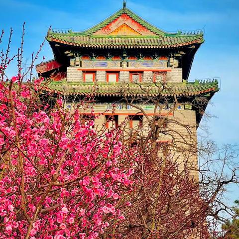 春到明城墙 梅花绽芬芳