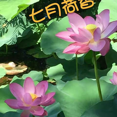 帅男靓女争荷香