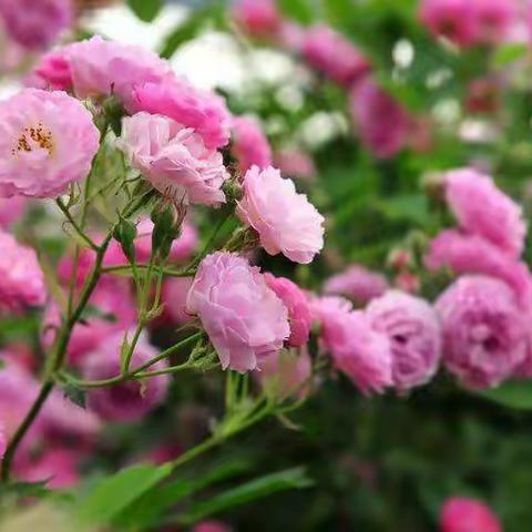 “成长不打烊 居家也精彩”——大三班萌娃成长记录系列六