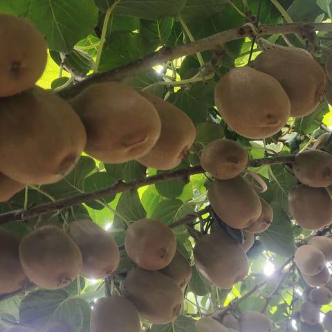 猕猴桃采摘园采摘开始了，13256713787