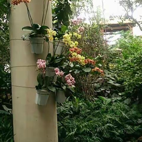 未待夏时芳争艳