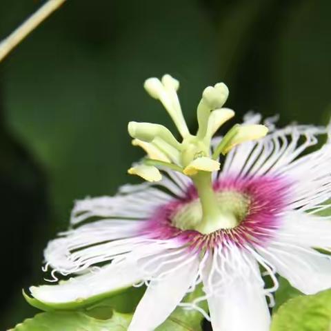 采风华植园（5）