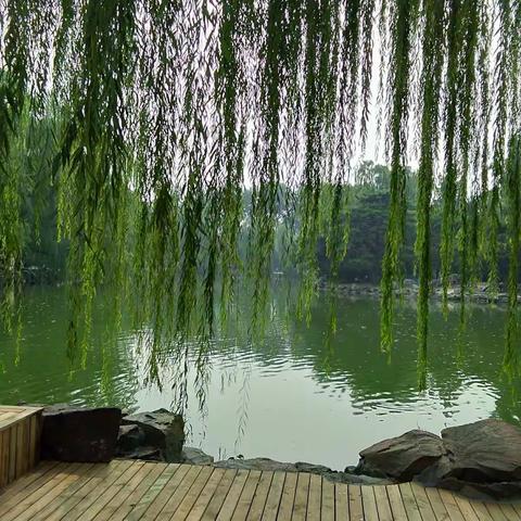 北京的垂杨柳