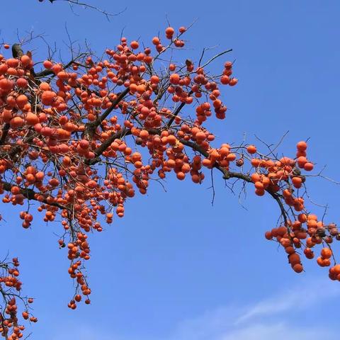 赏柿子，摘柿子，“柿柿”如意