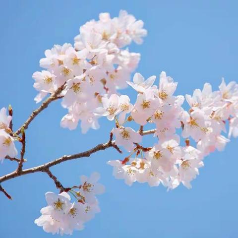 绘本故事【病毒与小贪】