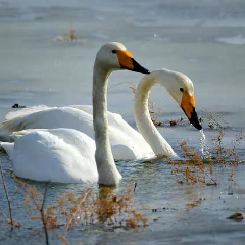 朝阳白石水库天鹅湖