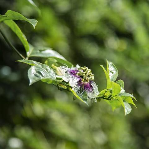 百香花结百香果