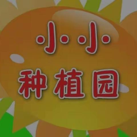 “春风十里 向阳而生”——记仁怀市杨堡坝幼儿园小七班种植区