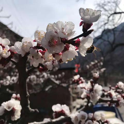 静等山花烂漫——四年级