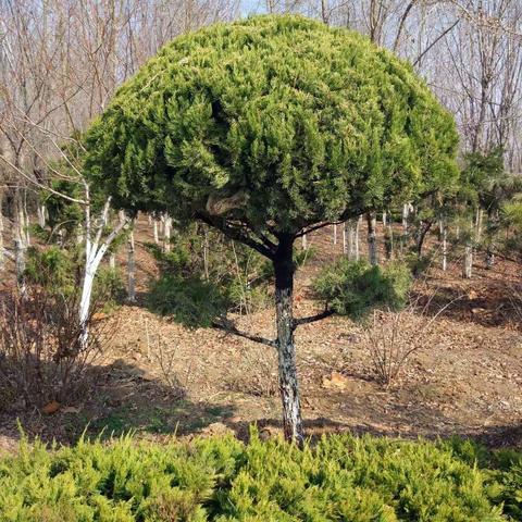 拥抱春天，爱绿护值——高新区第三十四幼儿园植树节活动