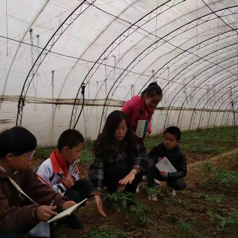 农田沃野“种”教育——永壁小学劳动教育“种植篇”