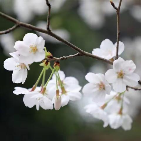 徐徐清风沐书香，少年不负好春光—滕州市第二实验小学“书香润心灵,阅读伴成长”五年级读书节活动（一）