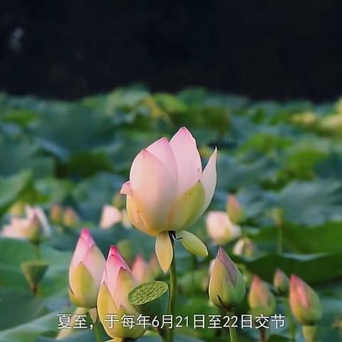 缤纷夏至，趣味童年 ——遗风幼儿园中二班夏至主题活动