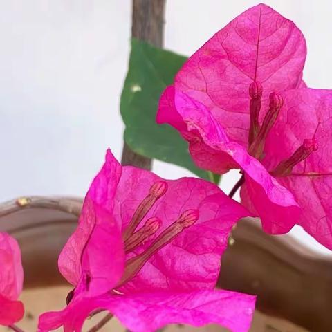 我的三角梅5:洋红公主