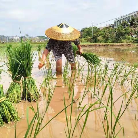 千年农耕文化的传承