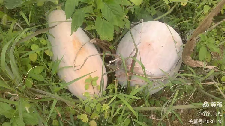 小叶苦丁茶产地哪里最好最正宗