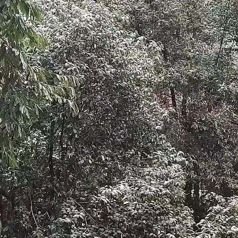 【谢汶芮】初雪