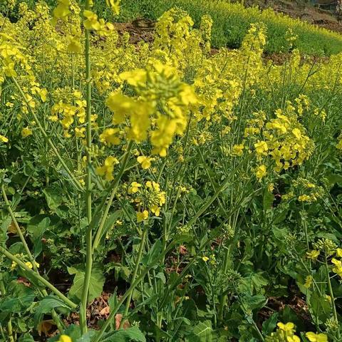 油菜花