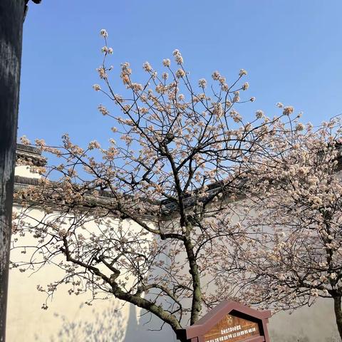 三月走园——拙政园