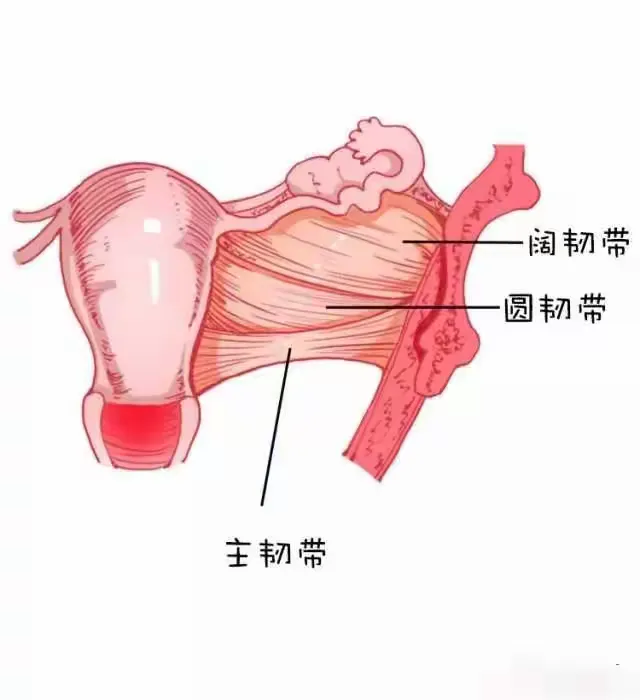 被誉为女性生命之源的 卵巢