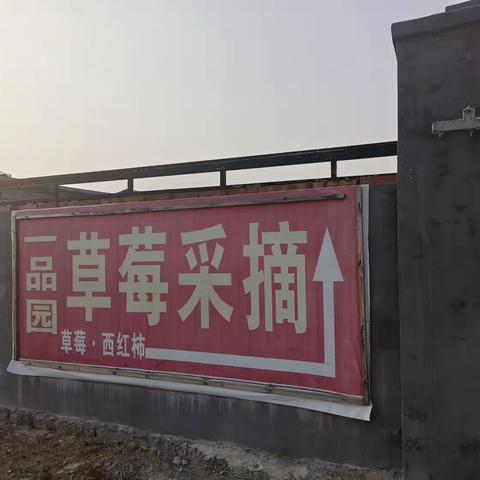 冬日草莓采摘， 享受“莓”好时光