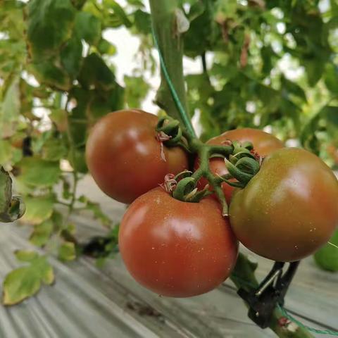 采摘正当时，假日遛娃好去处