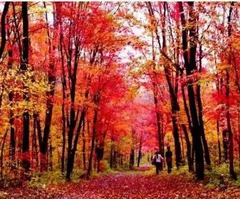 山枫户外10月5日带您去赏枫新线路🍁乌丹塔拉五角枫生态保护区枫叶节一日游！