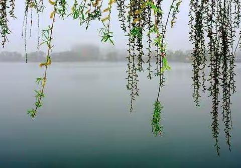 七律.春雨遐想