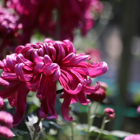 此花开尽更无花