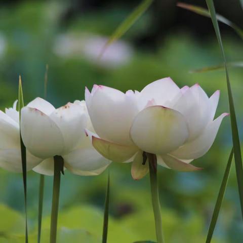 夏日赏荷二零二二（二）