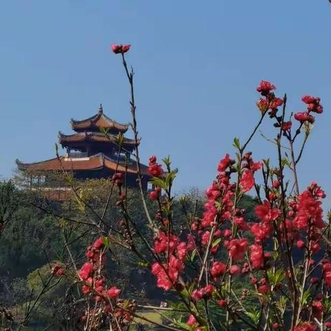 桃花岛上赏桃花