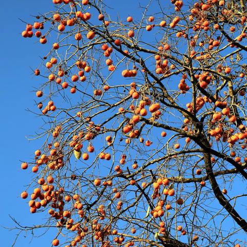 冬柿映红了江弄