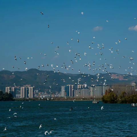 滇池观海鸥