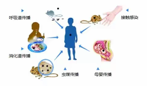 流行性出血热防控小知识