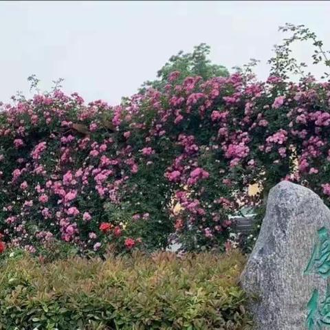 喜迎二十大 筑梦教师魂——安阳市永安东街小学景淑萍老师事迹