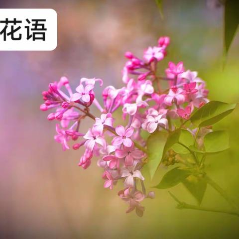 丁香花语