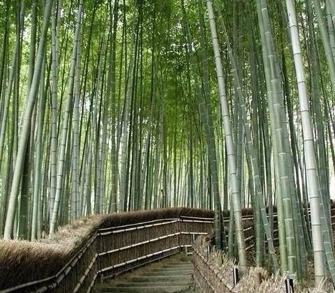 田校长上任（中篇小说）