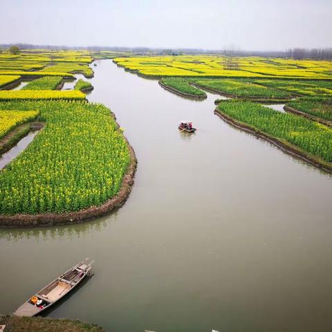 兴化千垛油菜花