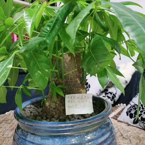 播种生机，浇灌希望！实验小学二年六班植树活动