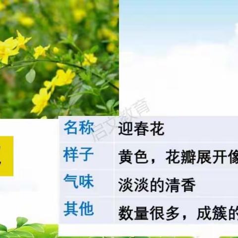“我的植物朋友”记录卡