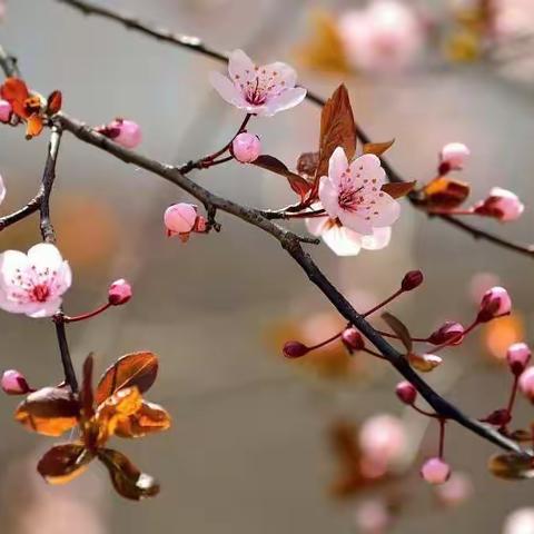 “春暖花开，学无止境”——相公街道中心小学三年级3班第七周小记